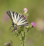 Koningspage / Scarce Swallowtail