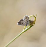 Oostelijk Tijmblauwtje / Eastern Baton Blue