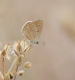 Oostelijk Esparcetteblauwtje / Anomalous Blue