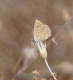Oostelijk Esparcetteblauwtje / Anomalous Blue