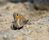 Oranje Steppevlinder / False Grayling