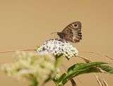 Oranje Steppevlinder / False Grayling