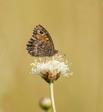 Oranje Steppevlinder / False Grayling