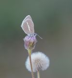 Witstreepblauwtje / Damon Blue