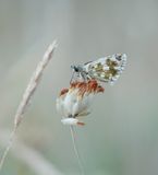 Turks Spikkeldikkopje / Sandy Grizzled Skipper