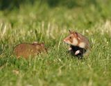 Europese Hamster / European Hamster