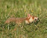Europese Hamster / European Hamster