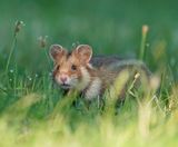Europese Hamster / European Hamster