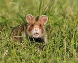 Europese Hamster / European Hamster