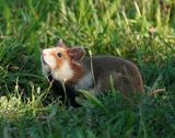 Europese Hamster / European Hamster