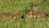 Europese Hamster / European Hamster