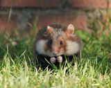 Europese Hamster / European Hamster