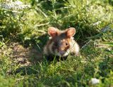 Europese Hamster / European Hamster