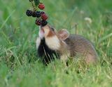 Europese Hamster / European Hamster