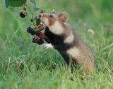 Europese Hamster / European Hamster
