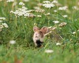 Europese Hamster / European Hamster