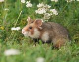 Europese Hamster / European Hamster