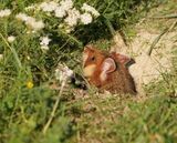 Europese Hamster / European Hamster