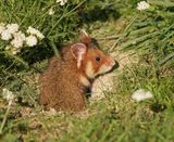 Europese Hamster / European Hamster
