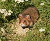 Europese Hamster / European Hamster
