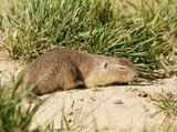 Siesel / European Ground Squirrel