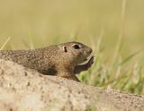 Siesel / European Ground Squirrel