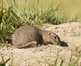 Siesel / European Ground Squirrel