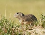 Siesel / European Ground Squirrel