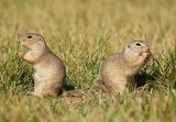 Siesel / European Ground Squirrel