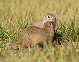 Siesel / European Ground Squirrel