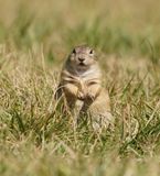Siesel / European Ground Squirrel