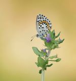 Vetkruidblauwtje / Chequered Blue