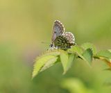 Vetkruidblauwtje / Chequered Blue