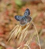 Vetkruidblauwtje / Chequered Blue