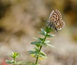 Vetkruidblauwtje / Chequered Blue