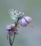 Kleine Apollovlinder / Small Apollo
