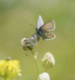 Alpenblauwtje / Alpine Argus