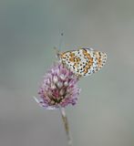 Toortsparelmoervlinder / Lesser Spotted Fritillary