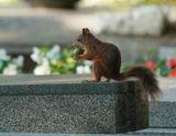 Rode Eekhoorn / Eurasian Red Squirrel