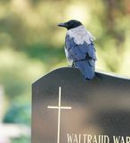 Bonte Kraai / Hooded Crow