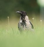 Bonte Kraai / Hooded Crow