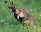 Europese Hamster / European Hamster