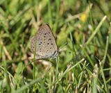Amethistblauwtje / African Grass Blue