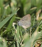 Amethistblauwtje / African Grass Blue