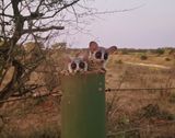Nagapie / Lesser Bushbaby
