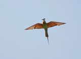 Groene Bijeneter / Blue-cheeked Bee-eater