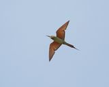 Groene Bijeneter / Blue-cheeked Bee-eater