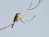 Kleine Bijeneter / Little Bee-eater