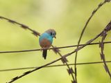 Blauwfazantje / Red-ckeeked Cordon-bleu