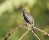 Senegalese Drongovliegenvanger / Northern Black-Flycatcher